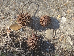 Liquidambar styraciflua