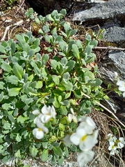 Arabis caucasica