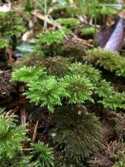 Sciadocladus menziesii