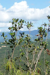 Thouinia striata portoricensis