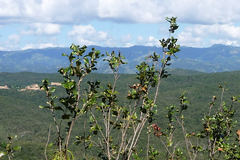 Thouinia striata portoricensis