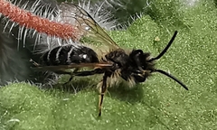 Andrena wilkella