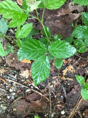 Rubus baileyanus
