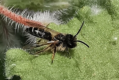 Andrena wilkella