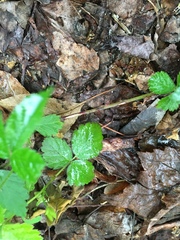 Rubus baileyanus