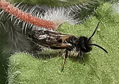 Andrena wilkella