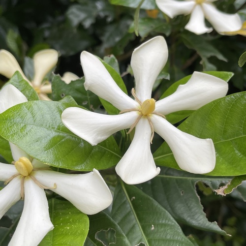 Gardenia jasminoides