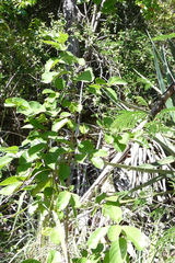 Coccoloba diversifolia