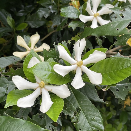 Gardenia jasminoides