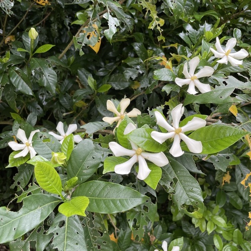 Gardenia jasminoides