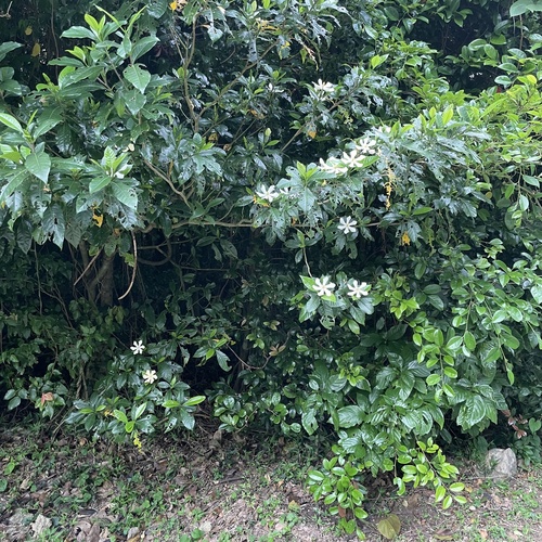 Gardenia jasminoides