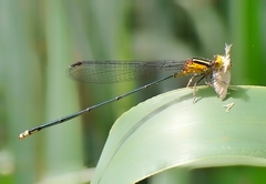 Pseudagrion ustum