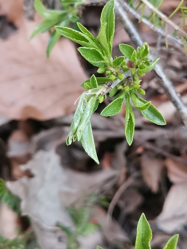 Image of Rhamnus saxatilis by (c) Ljaž, some rights reserved (CC BY)