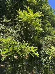Matayba
