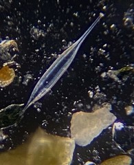 Hyalinonetrion gracillimum