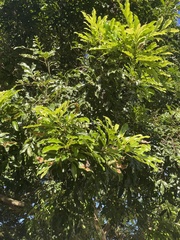 Matayba