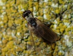 Medeterinae