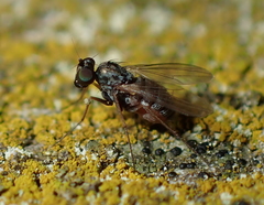 Medeterinae