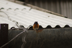 Phoenicurus phoenicurus