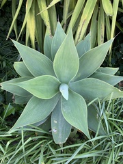Agave attenuata