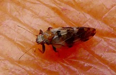 Euglyptoneura robusta