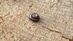 Tachypodoiulus niger