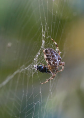 Araneus diadematus