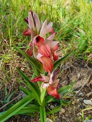 Serapias neglecta