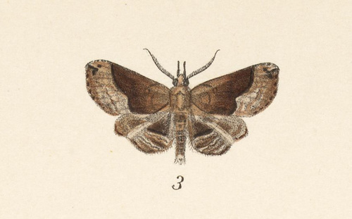 Pterhemia ameriola