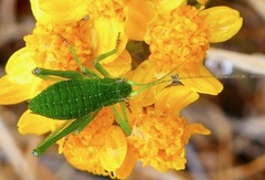 Platylyra californica