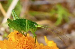 Platylyra californica