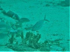Pseudocaranx georgianus