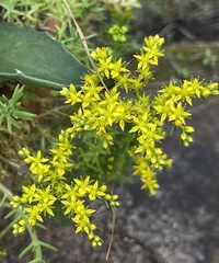 Sedum mexicanum