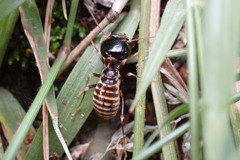 Hodotermes