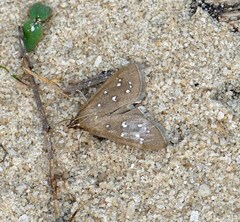 Diastictis