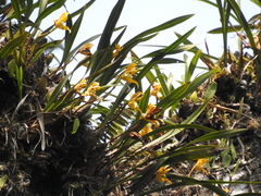 Maxillaria picta