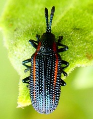 Microrhopala rubrolineata