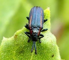 Microrhopala rubrolineata
