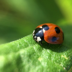 Coccinella septempunctata