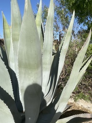 Agave