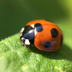 Coccinella septempunctata