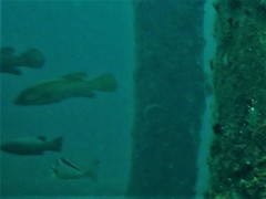 Psammoperca datnioides