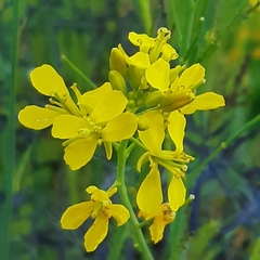 Brassica rapa nipposinica