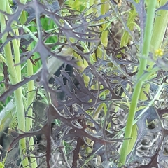 Brassica rapa nipposinica