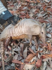 Dasypus sabanicola