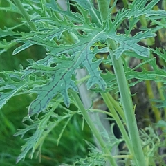 Brassica rapa nipposinica