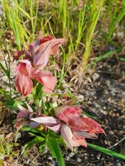 Serapias neglecta