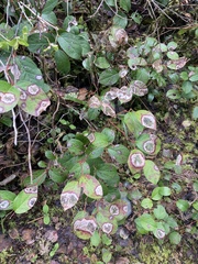 Cameraria gaultheriella