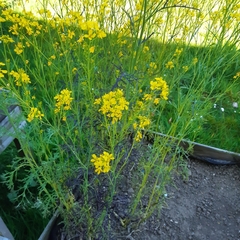 Brassica rapa nipposinica