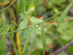 Orthosia